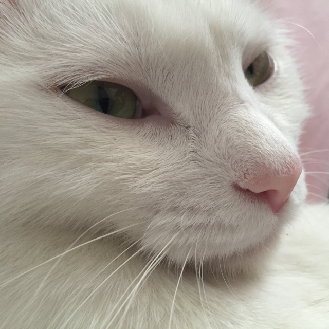 鸦