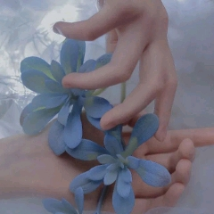 北杨Echo