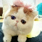 大脸猫