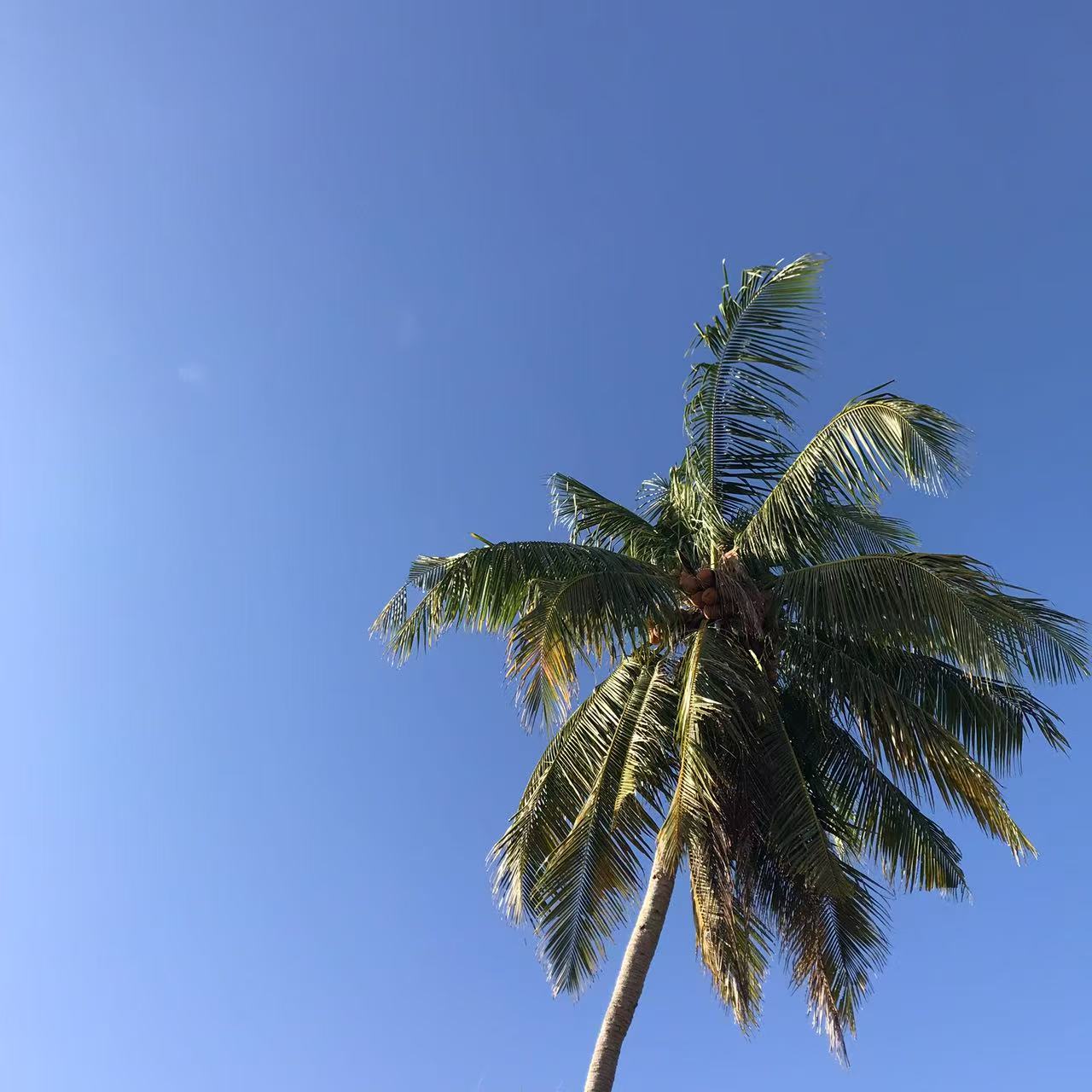 星尘