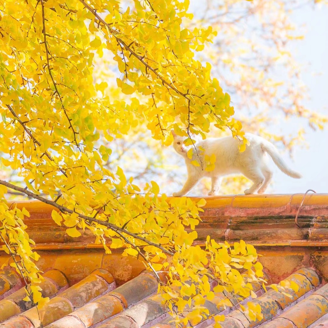 夏见微