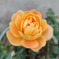 牧