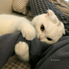 不吃鱼的猫