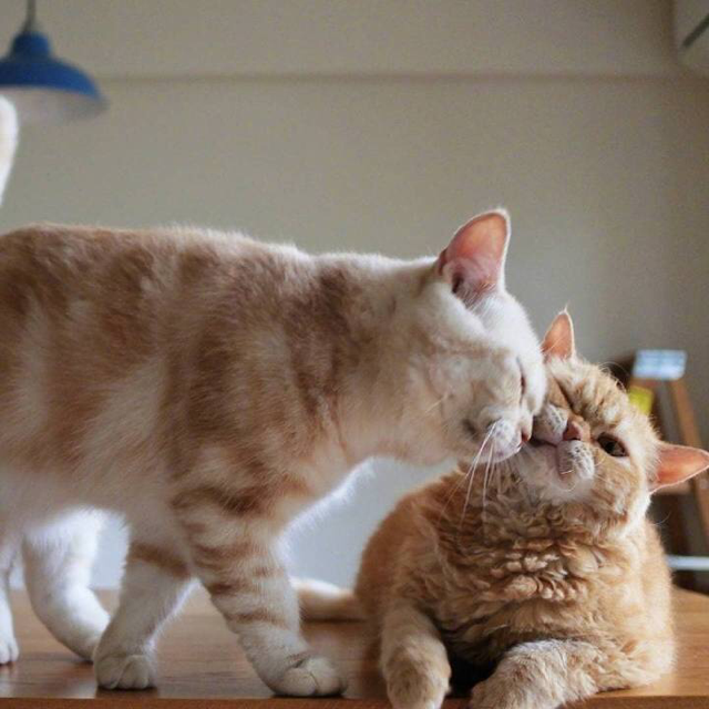 许北大